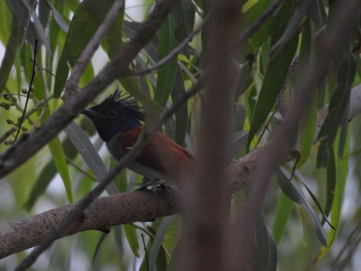 Indian Paradise-Flycatcher - ML644153237
