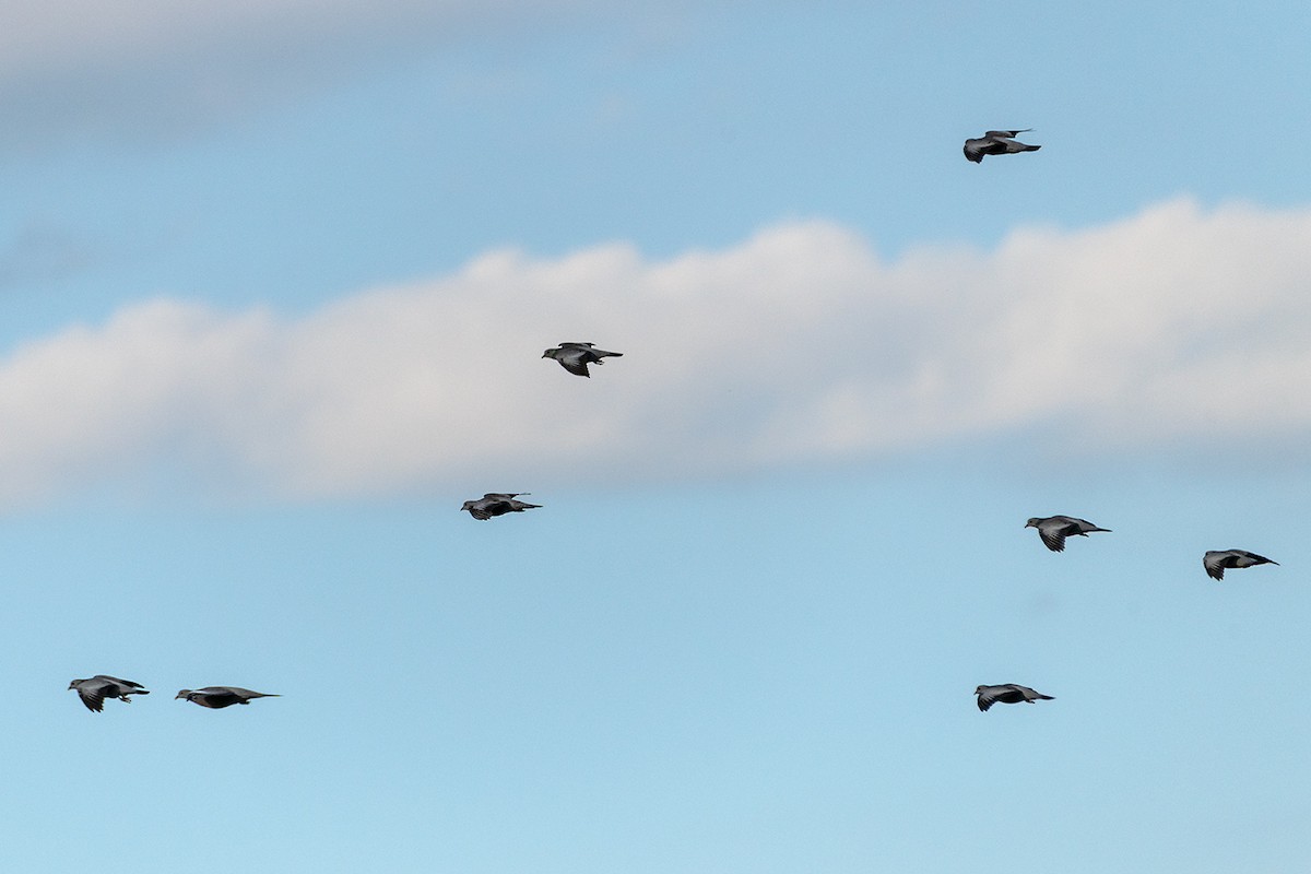 Stock Dove - ML644153238