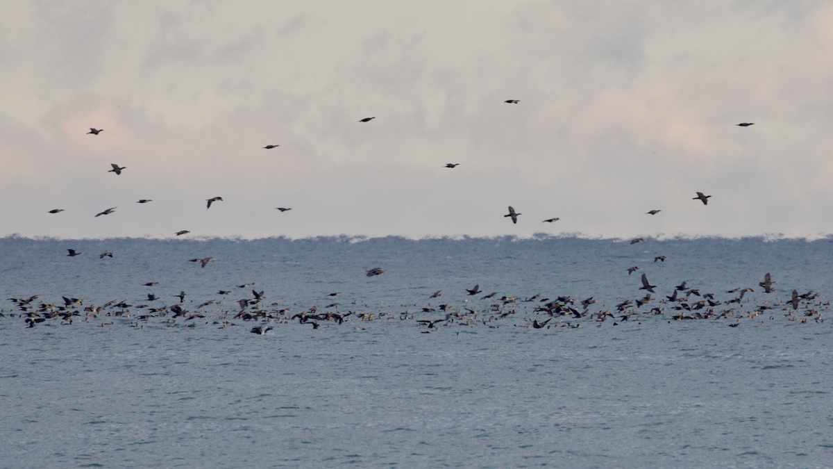 Double-crested Cormorant - ML644153239
