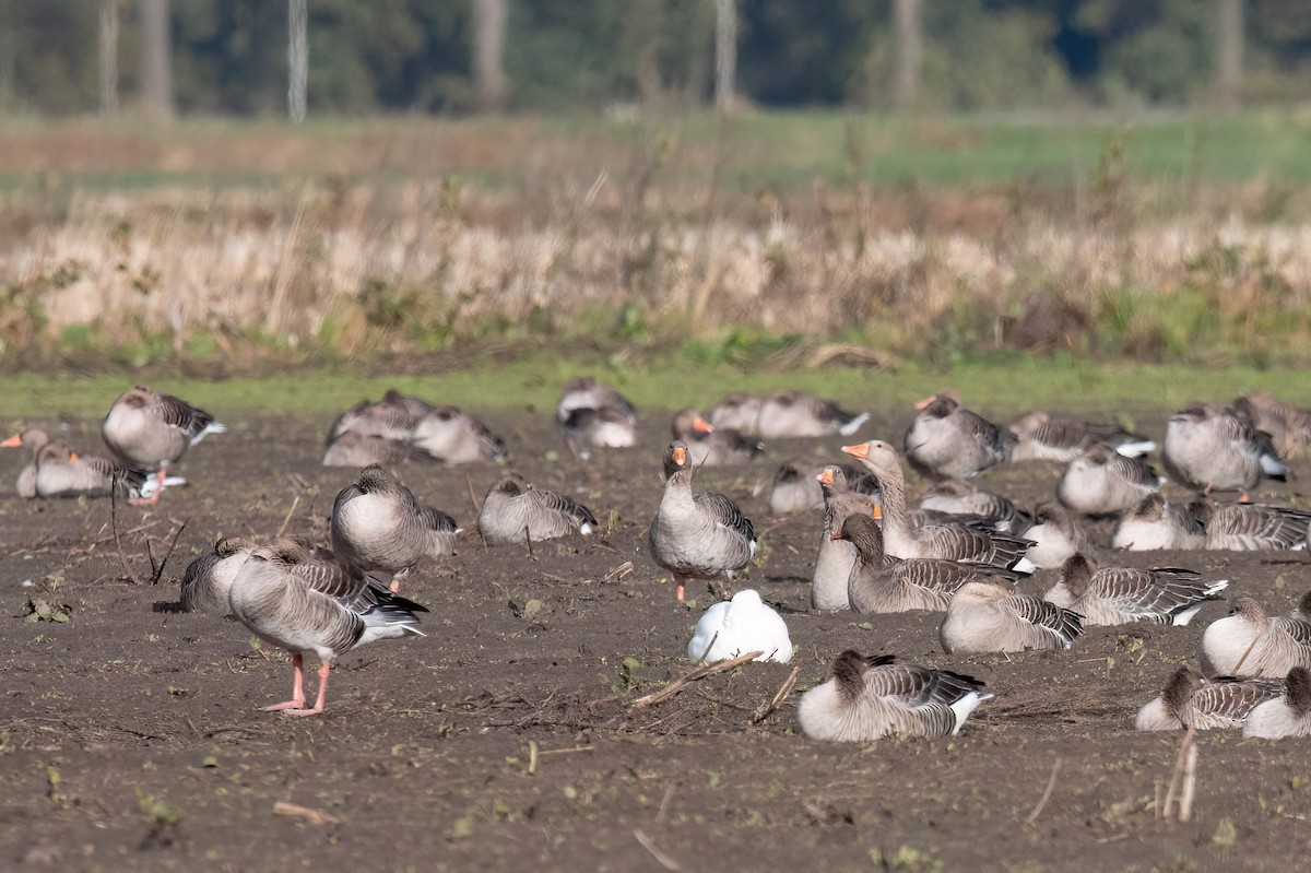 Snow Goose - ML644153245