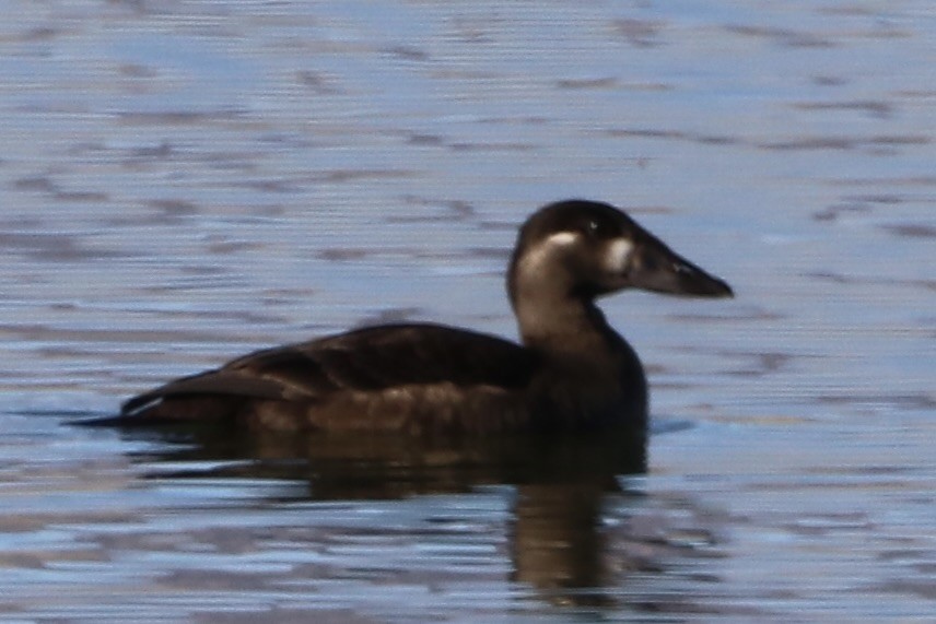 Surf Scoter - ML644153250
