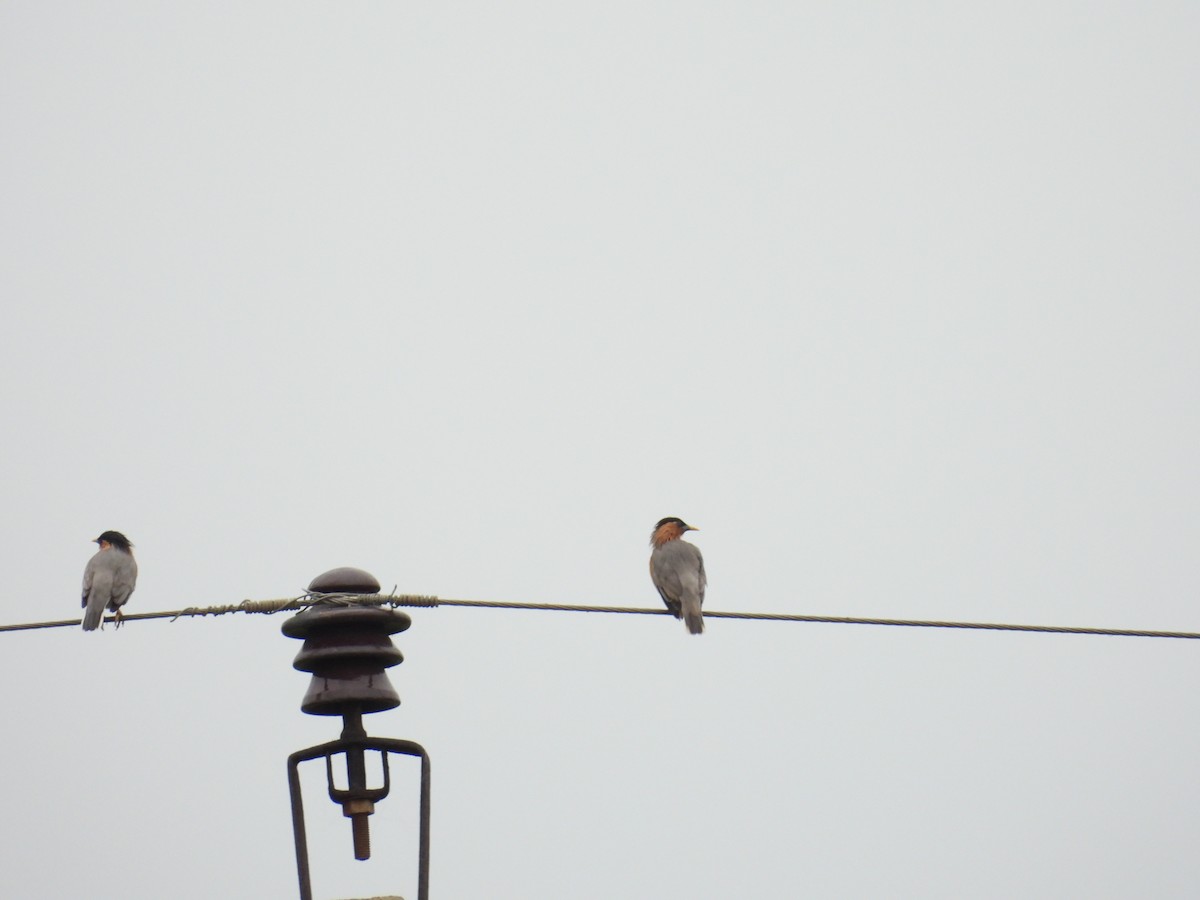 Brahminy Starling - ML644153259