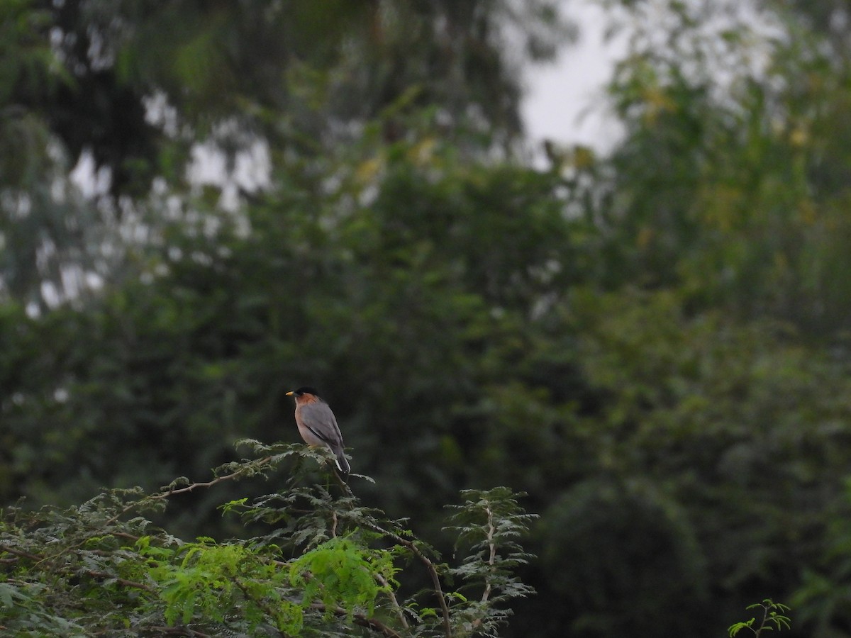 Brahminy Starling - ML644153260