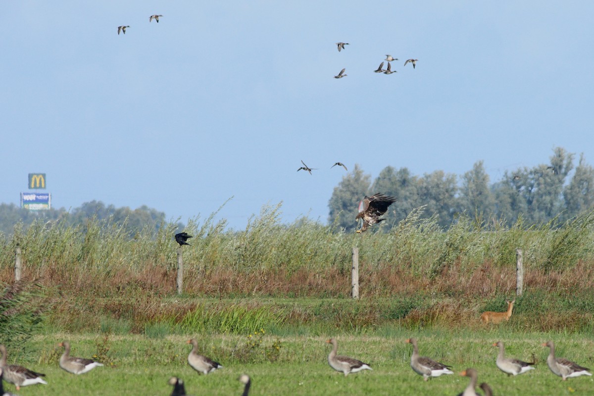 orel mořský - ML644153262