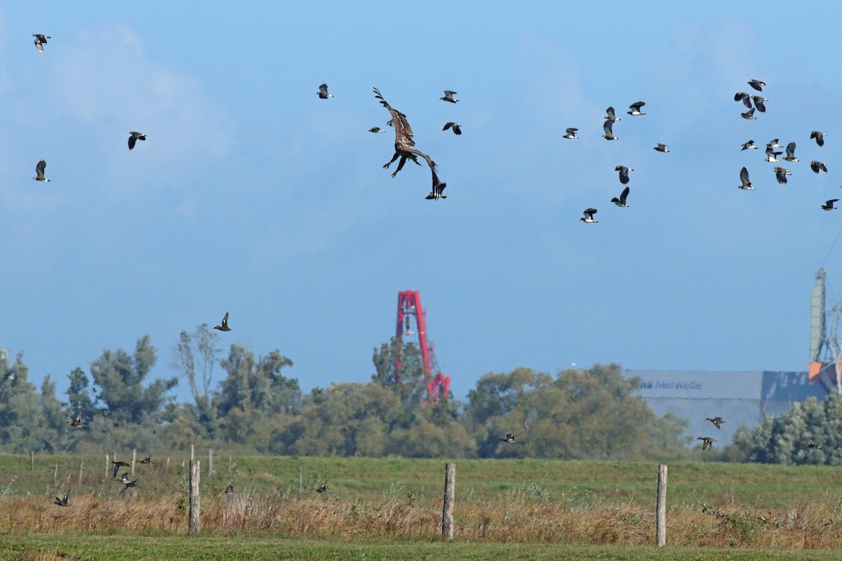 orel mořský - ML644153263