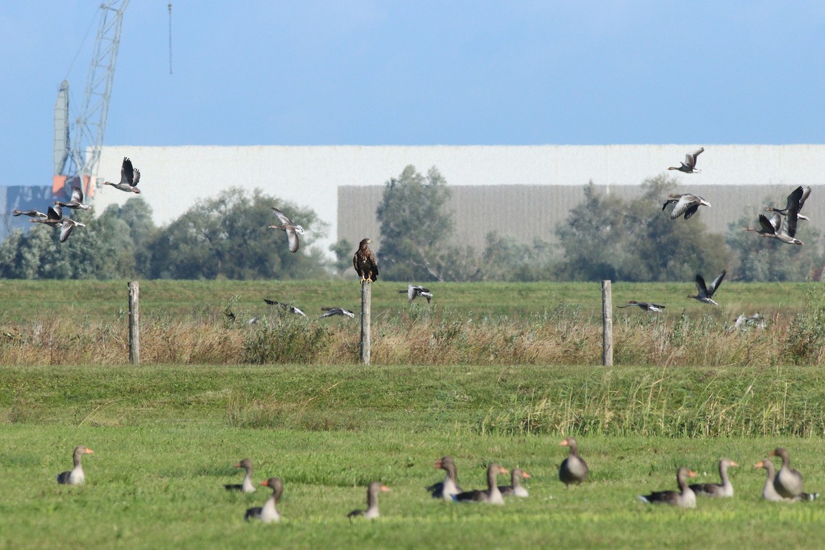 orel mořský - ML644153264