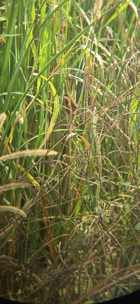 シマキンパラ - ML644153266