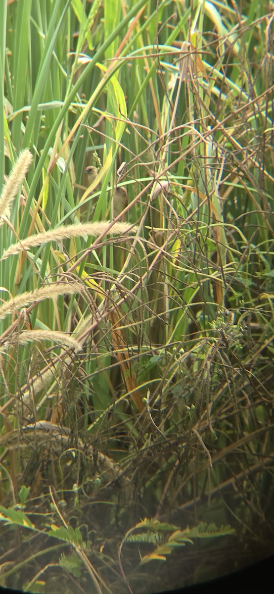 シマキンパラ - ML644153268