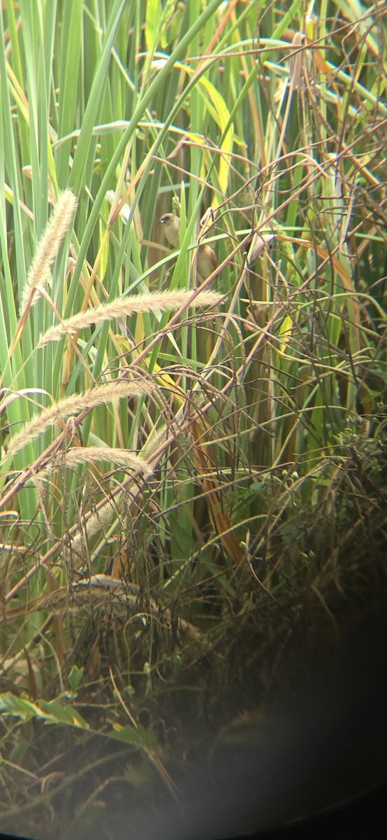 シマキンパラ - ML644153269