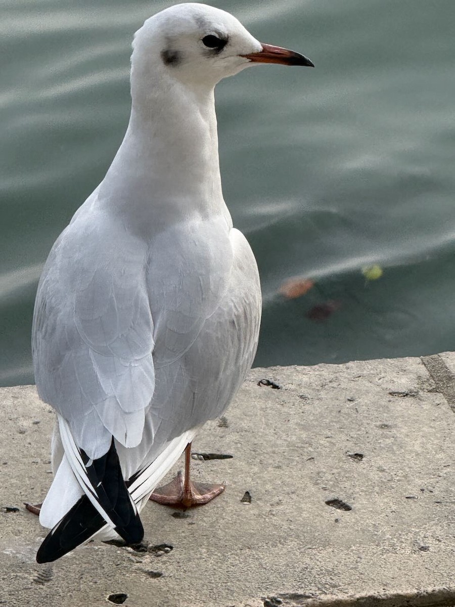 Black-headed Gull - ML644153272