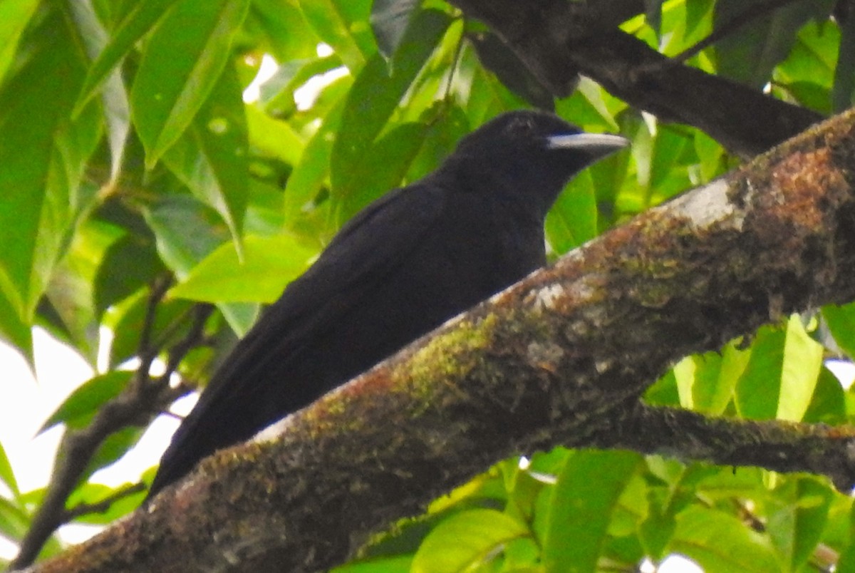 Purple-throated Fruitcrow - ML644153276