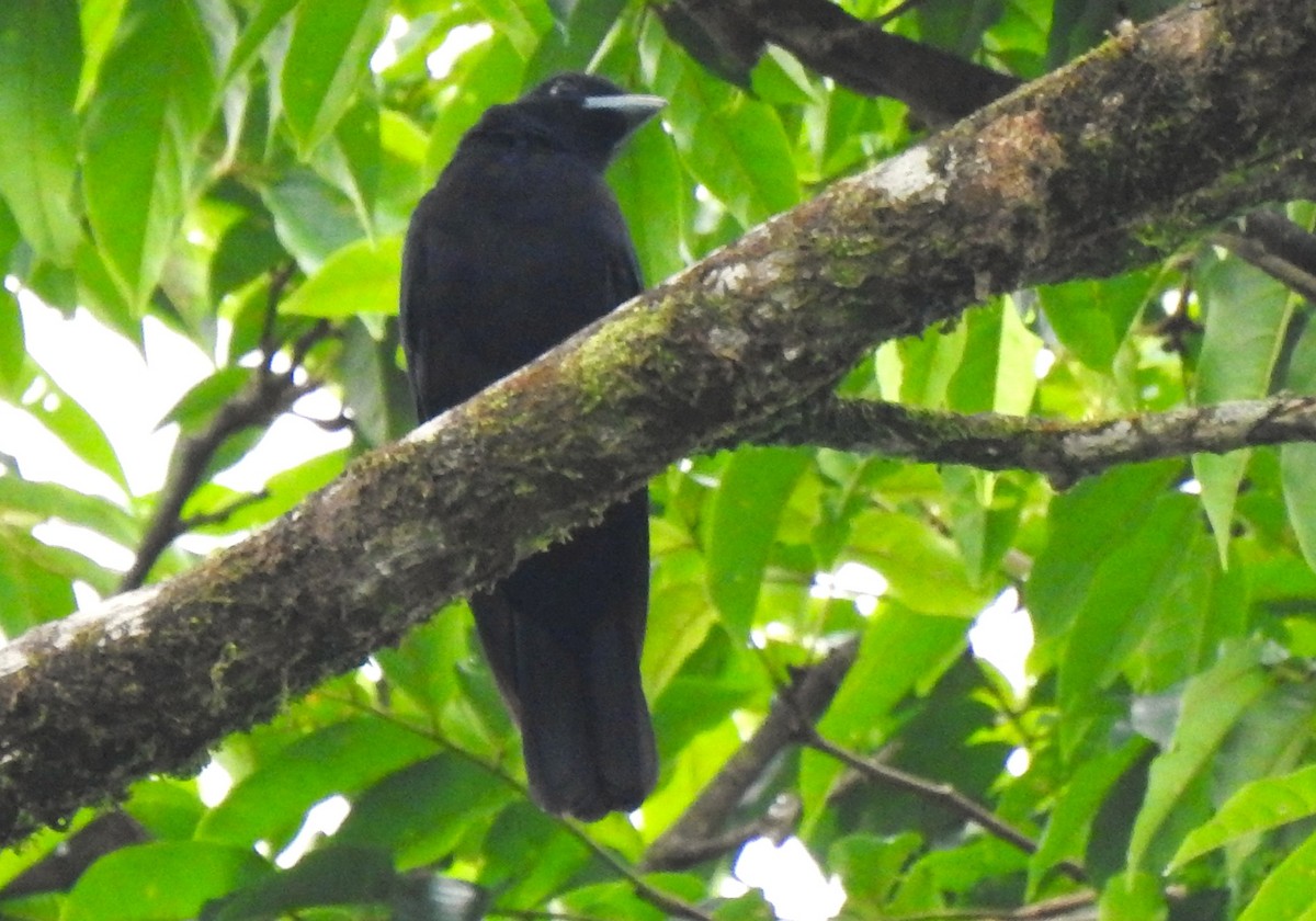Purple-throated Fruitcrow - ML644153277