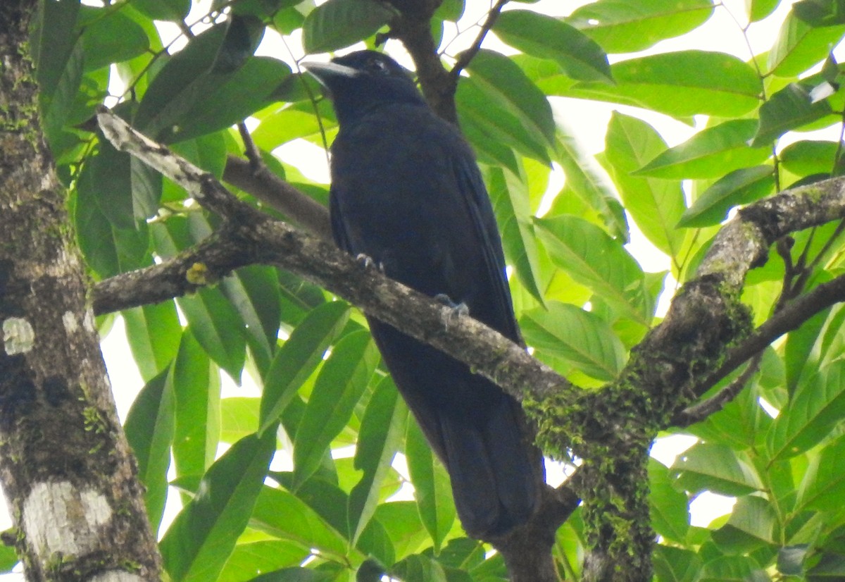 Purple-throated Fruitcrow - ML644153278