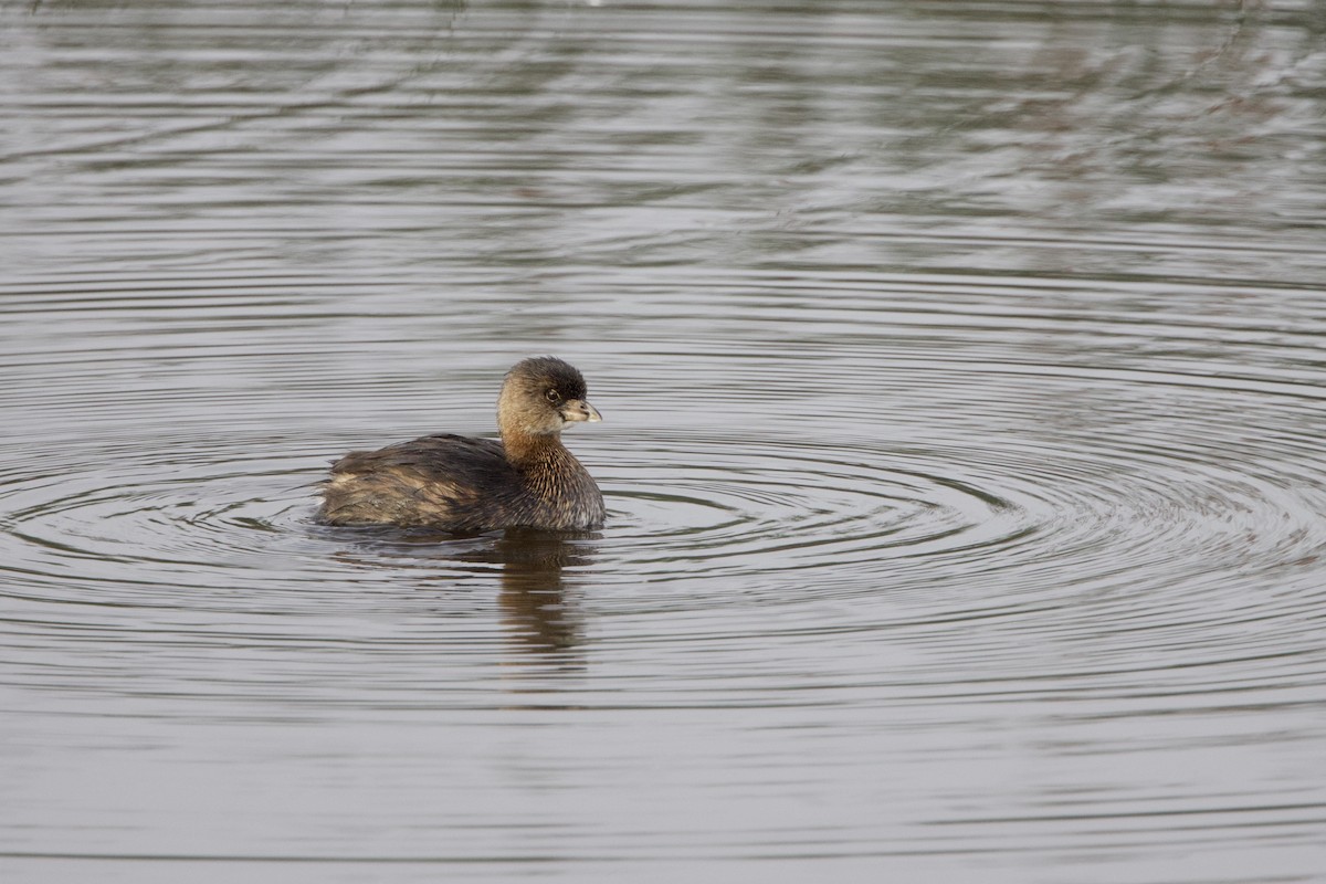Pied-billed Grebe - ML644153297