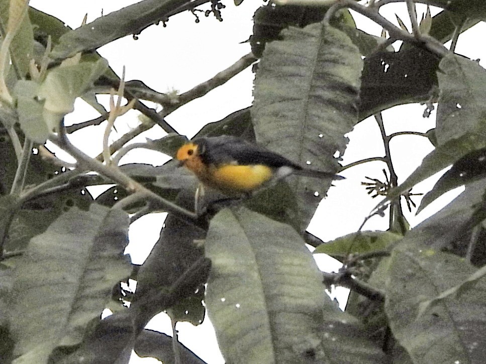 Golden-fronted Redstart - ML644153309