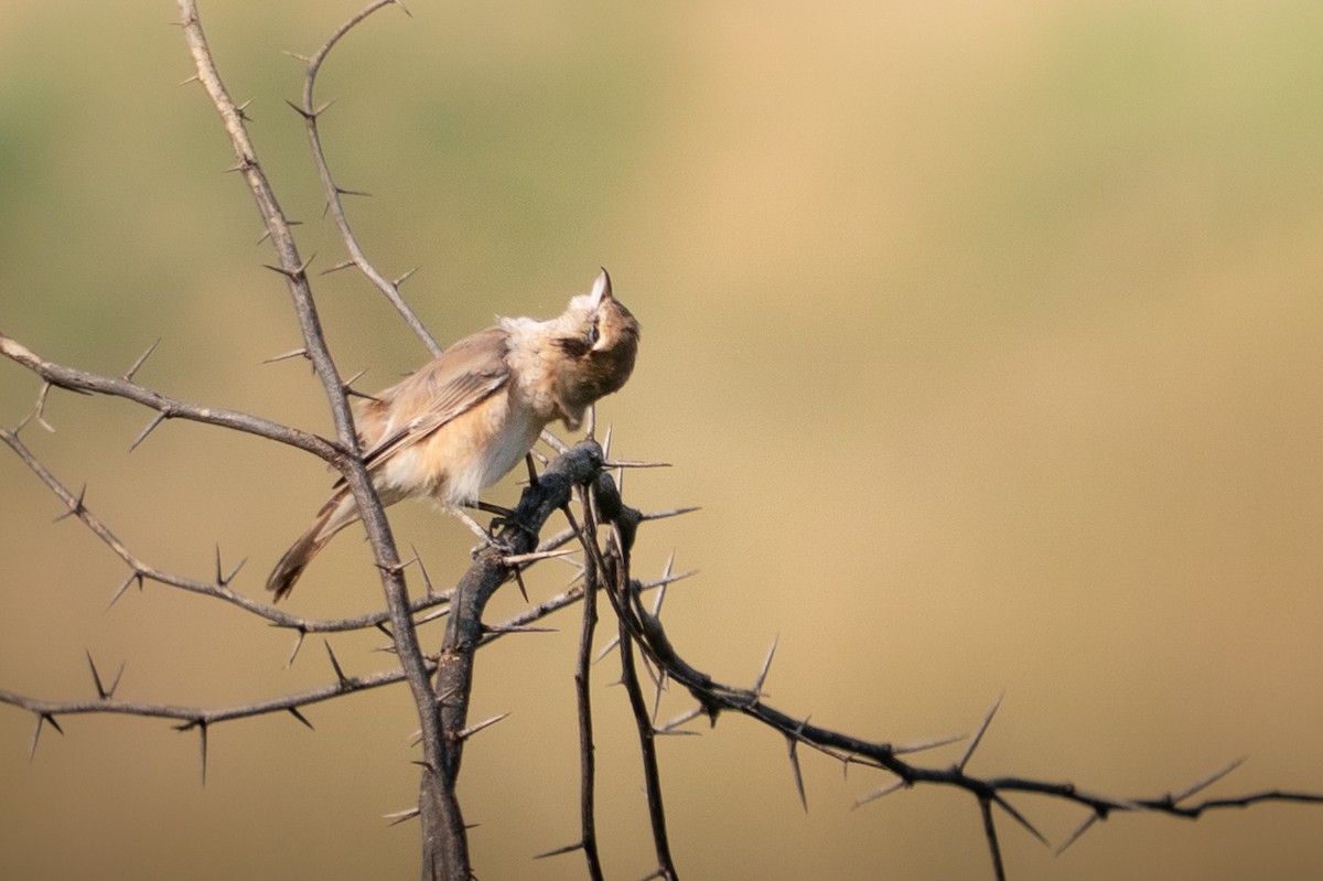 Isabelline Shrike - ML644153317