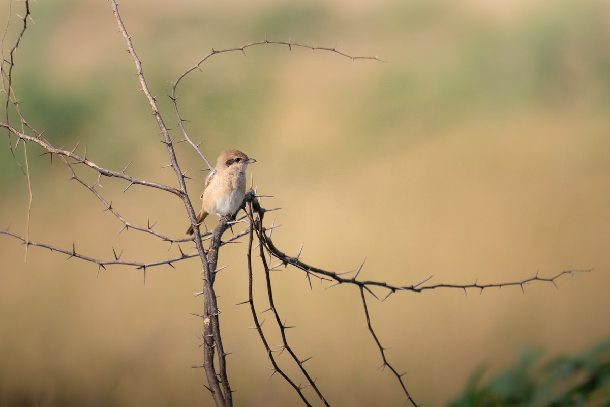 Isabelline Shrike - ML644153318