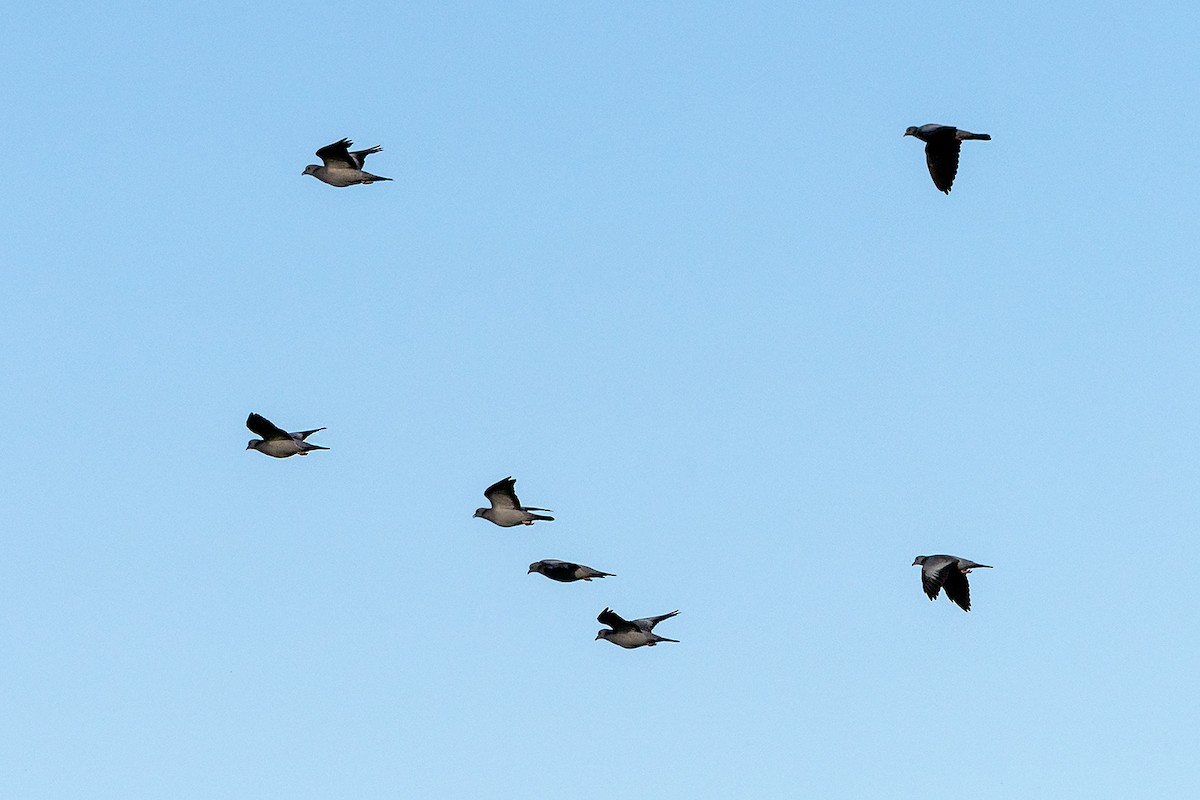 Stock Dove - ML644153320