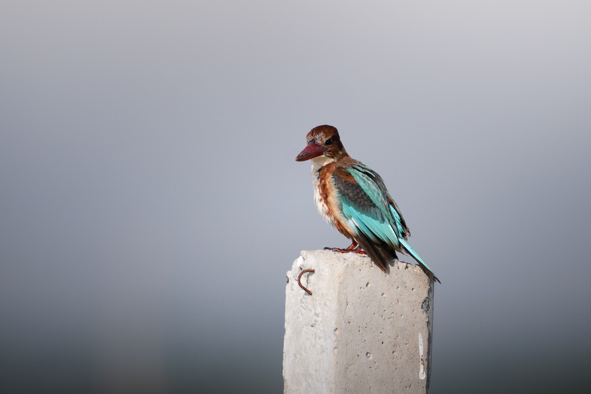 White-throated Kingfisher - ML644153326