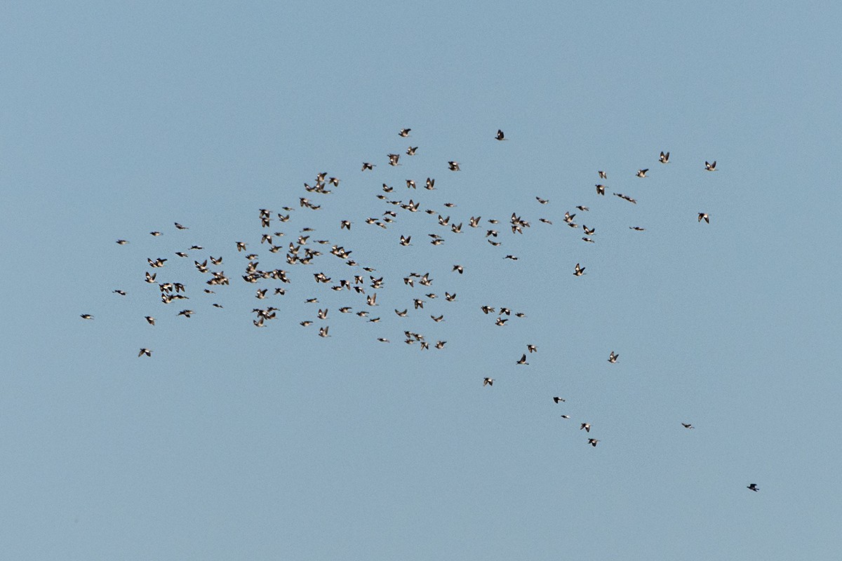 Common Wood-Pigeon - ML644153327