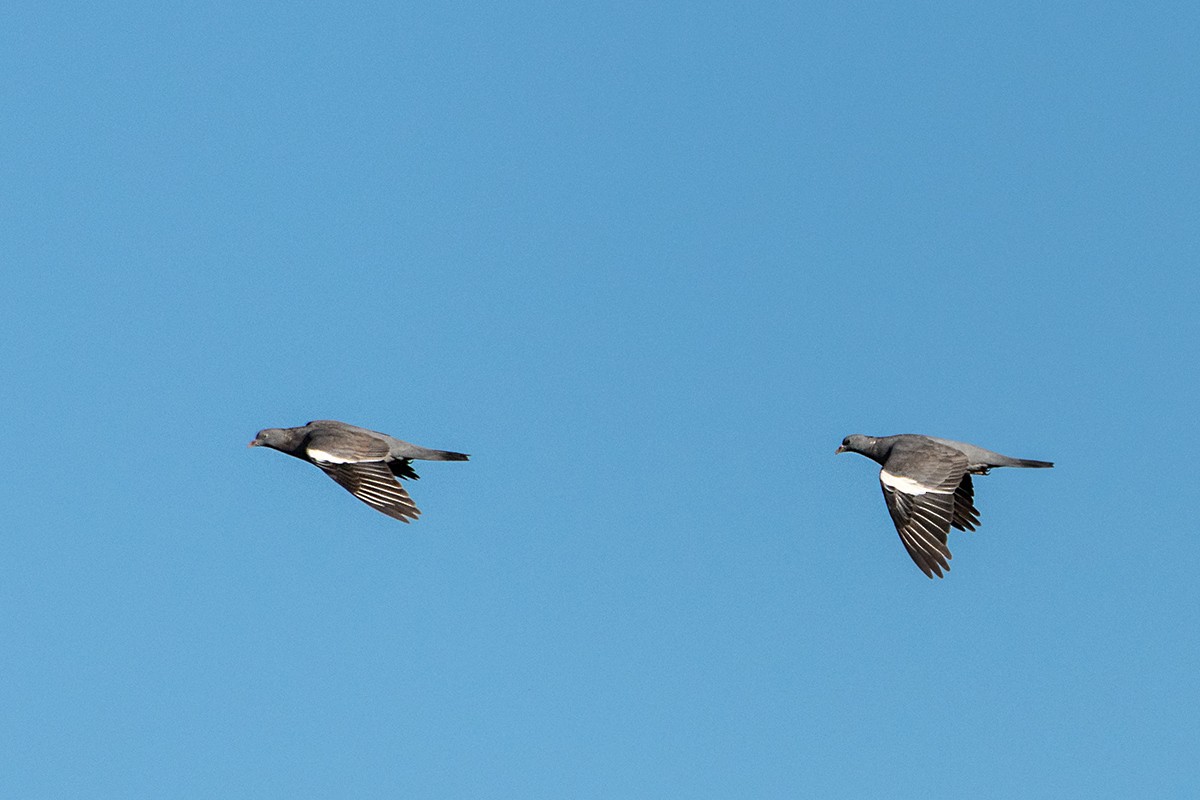 Common Wood-Pigeon - ML644153328