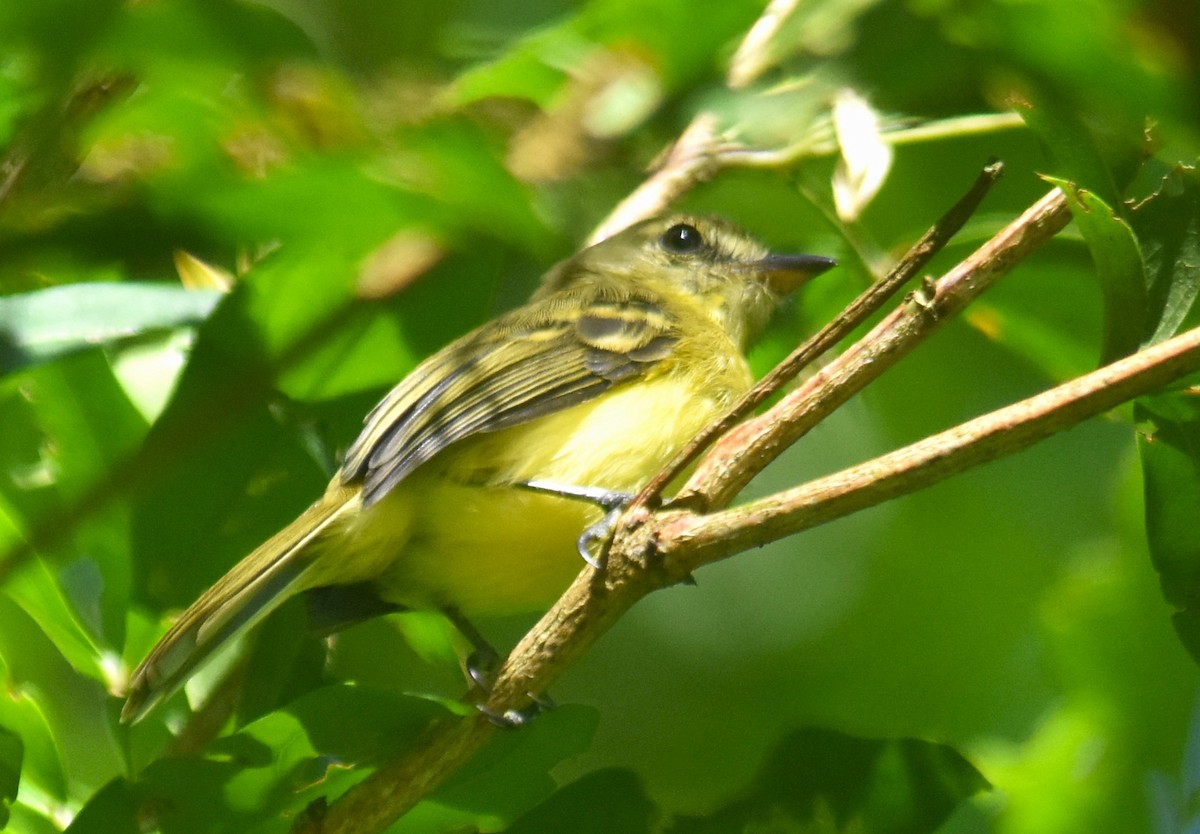 Yellow Tyrannulet - ML644153330