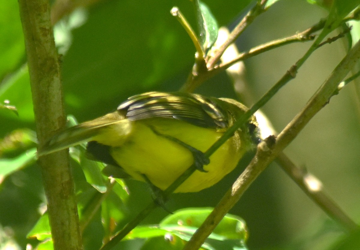 Yellow Tyrannulet - ML644153331