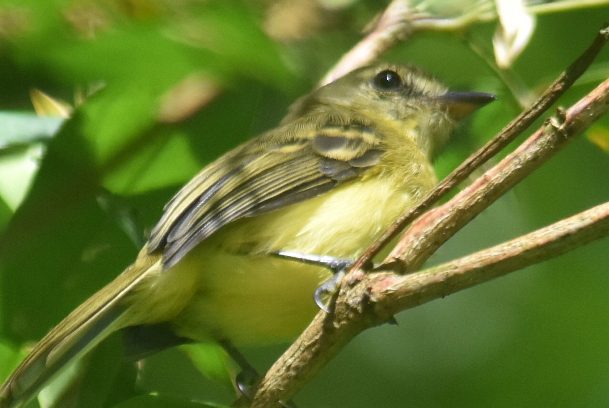Yellow Tyrannulet - ML644153332