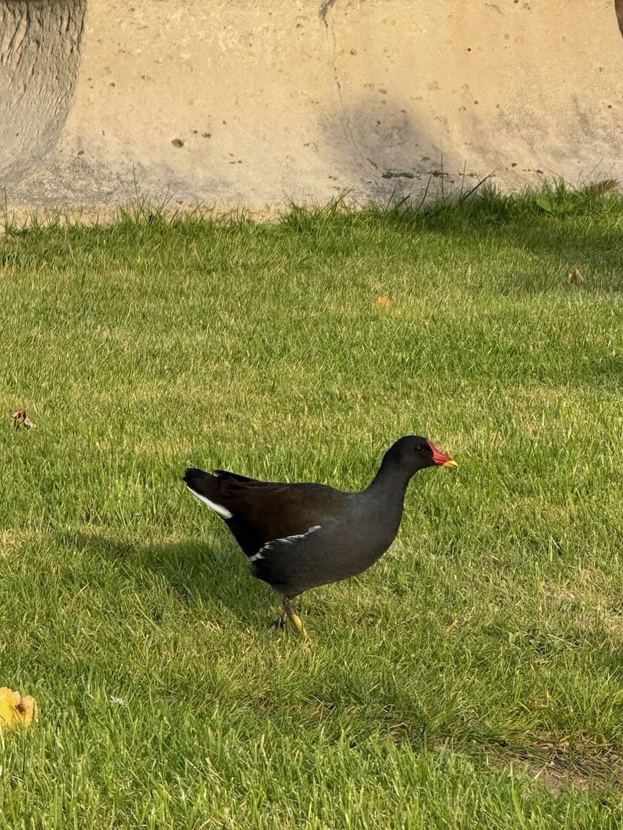 Eurasian Moorhen - ML644153339