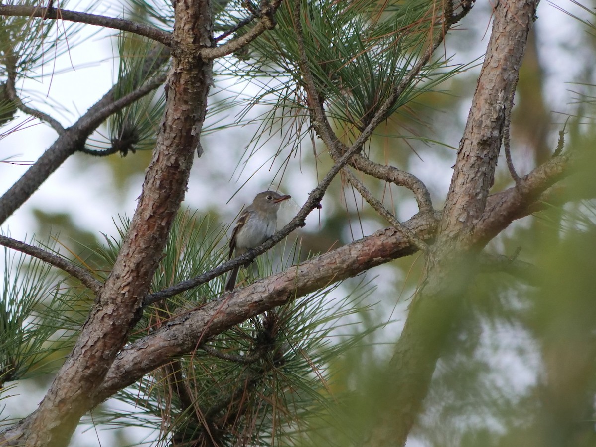 Least Flycatcher - ML644153372