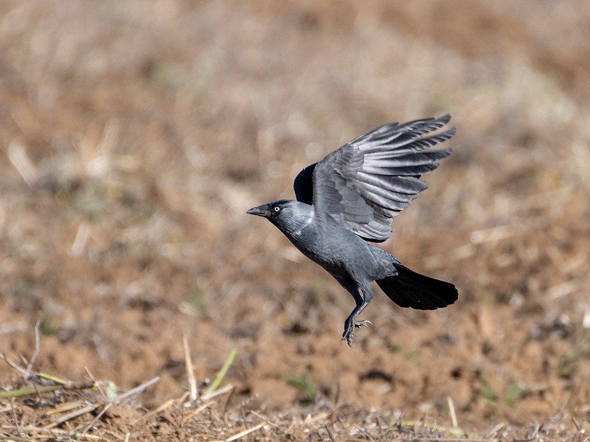 Eurasian Jackdaw - ML644153379