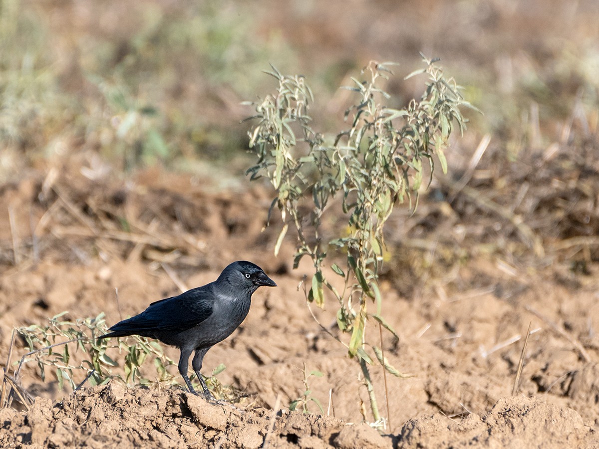 Eurasian Jackdaw - ML644153380