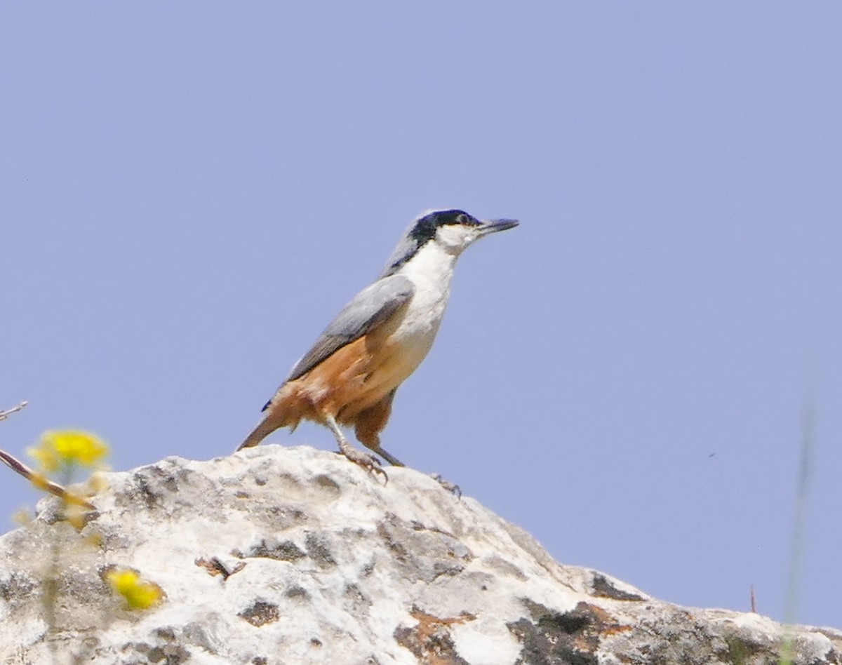 Büyük Kaya Sıvacısı - ML644153396