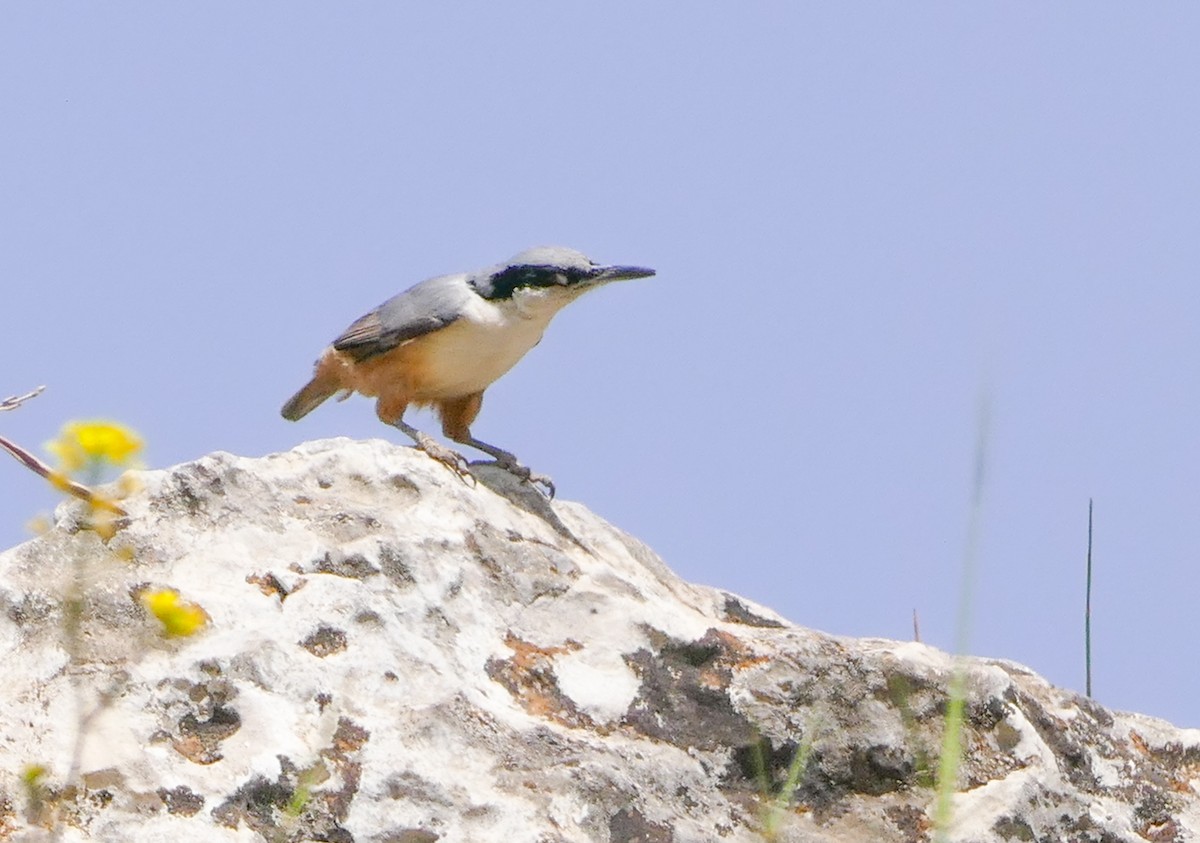 Büyük Kaya Sıvacısı - ML644153397