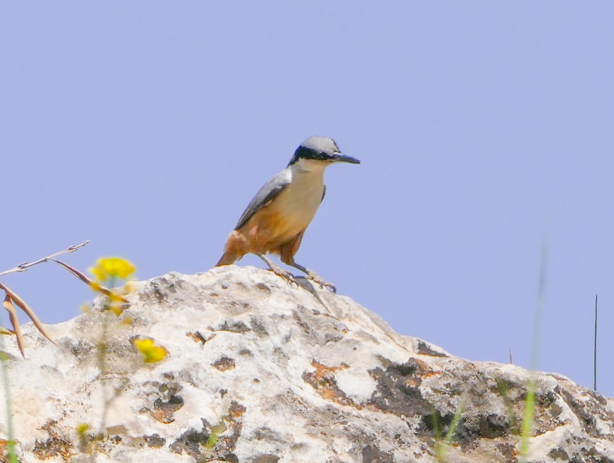 Büyük Kaya Sıvacısı - ML644153398