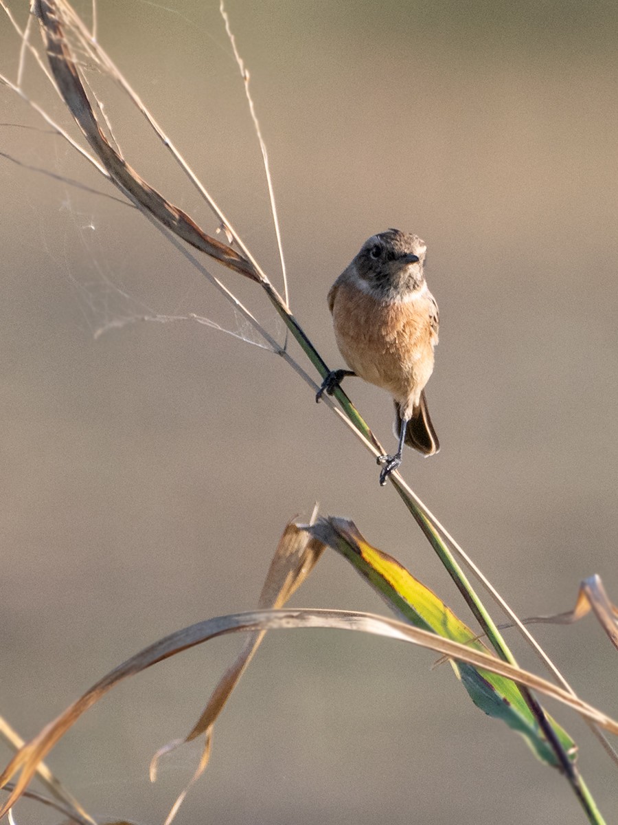 European Stonechat - ML644153401