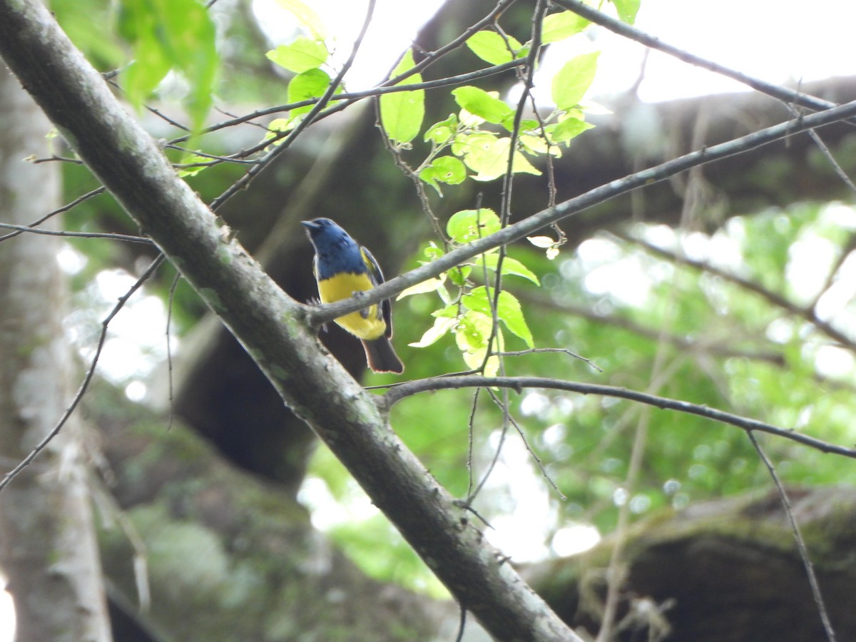 Turquoise Tanager - ML644153413