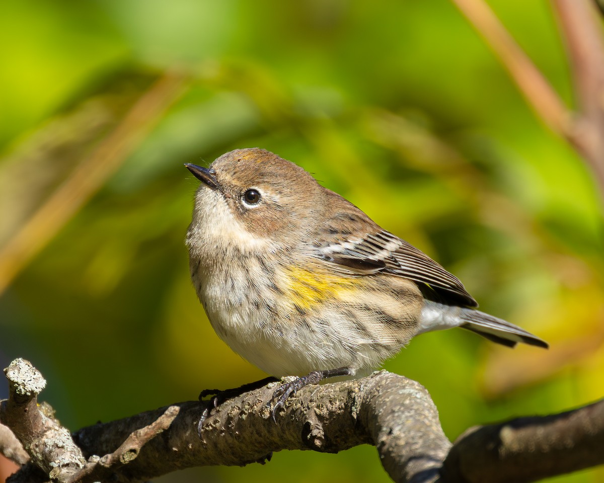 Yellow-rumped Warbler - ML644153419