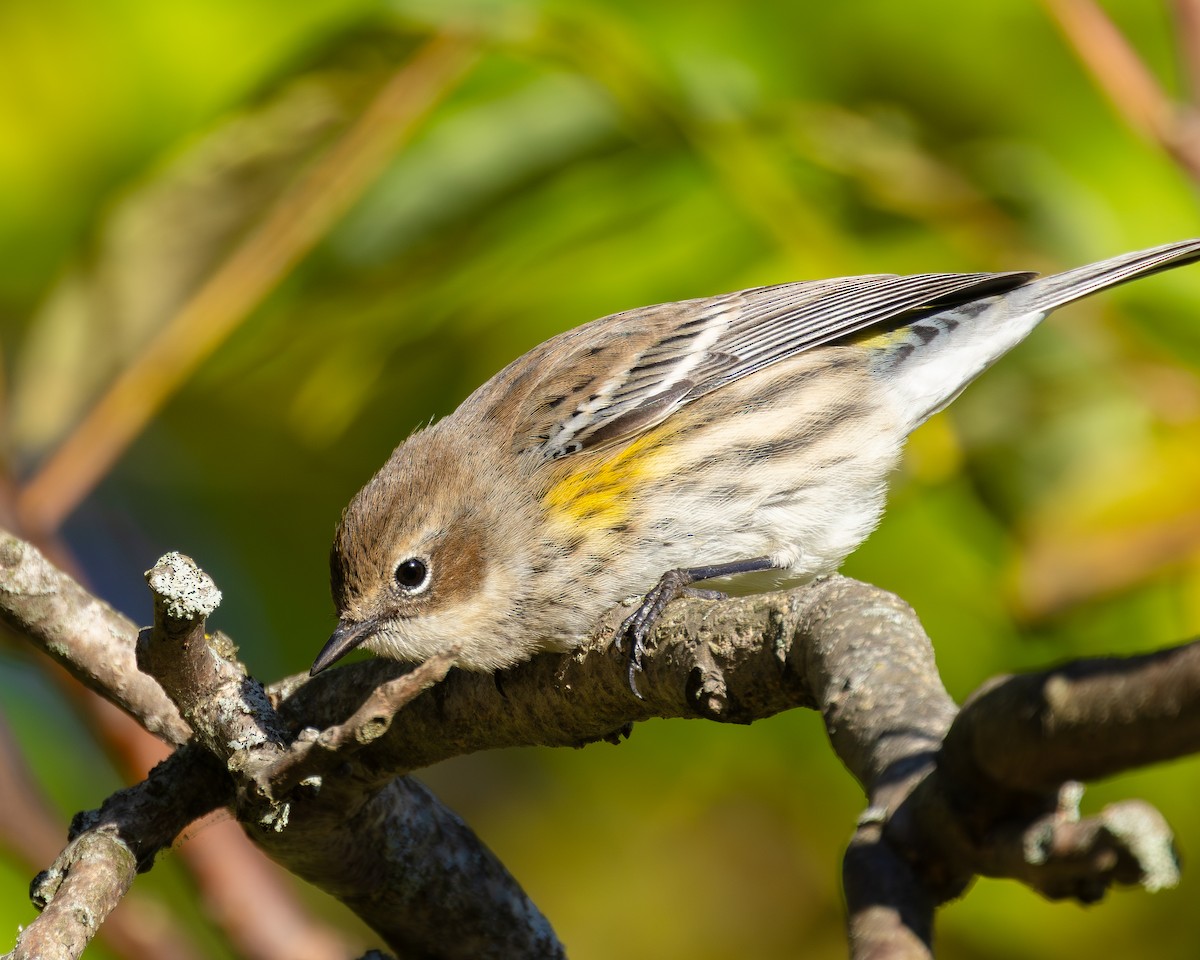 Yellow-rumped Warbler - ML644153427