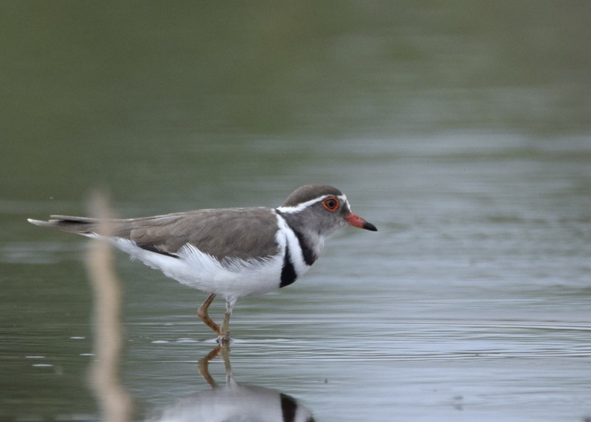 Three-banded Plover - ML644153429