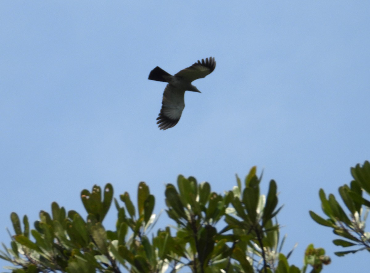 Cuckoo-roller - ML644153437