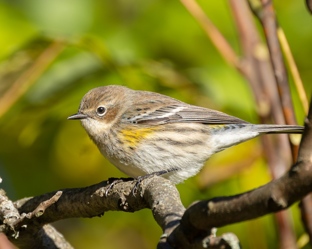 Yellow-rumped Warbler - ML644153438