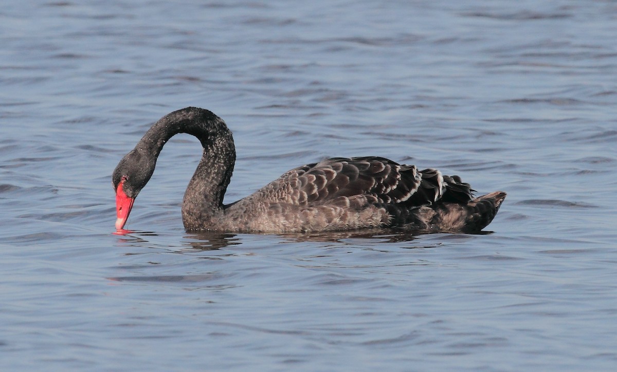 Black Swan - ML644153444