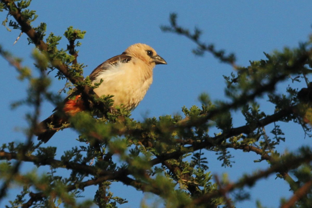 Alecto à tête blanche - ML644153486