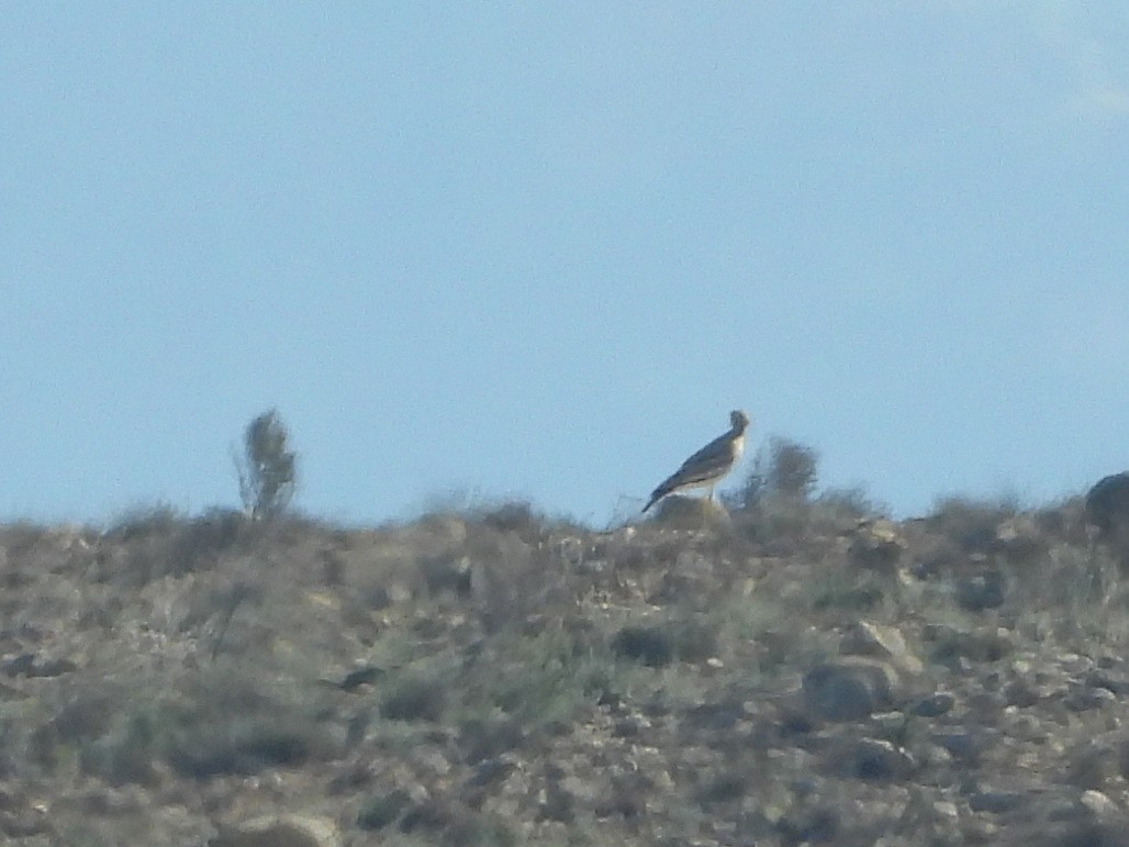 イシチドリ - ML644153494