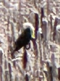 Yellow-headed Blackbird - ML644153496