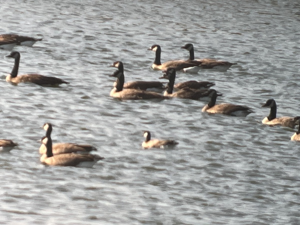 Cackling Goose - ML644153498