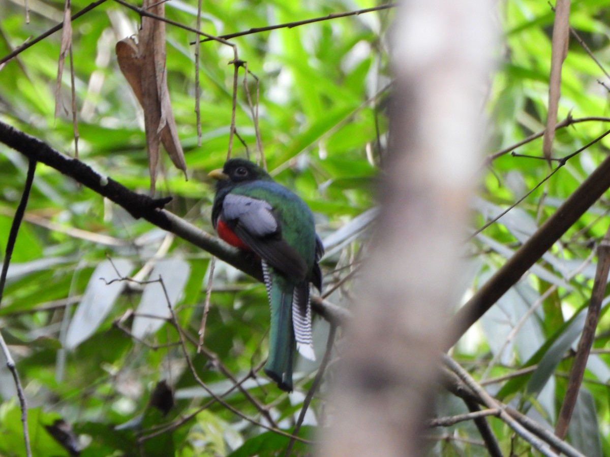båndtrogon - ML644153508