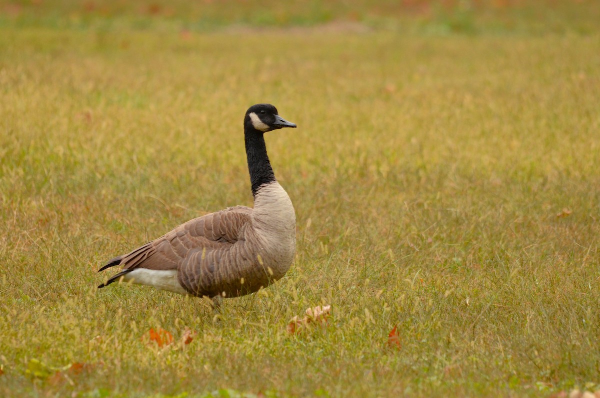 Канад галуу - ML644153522