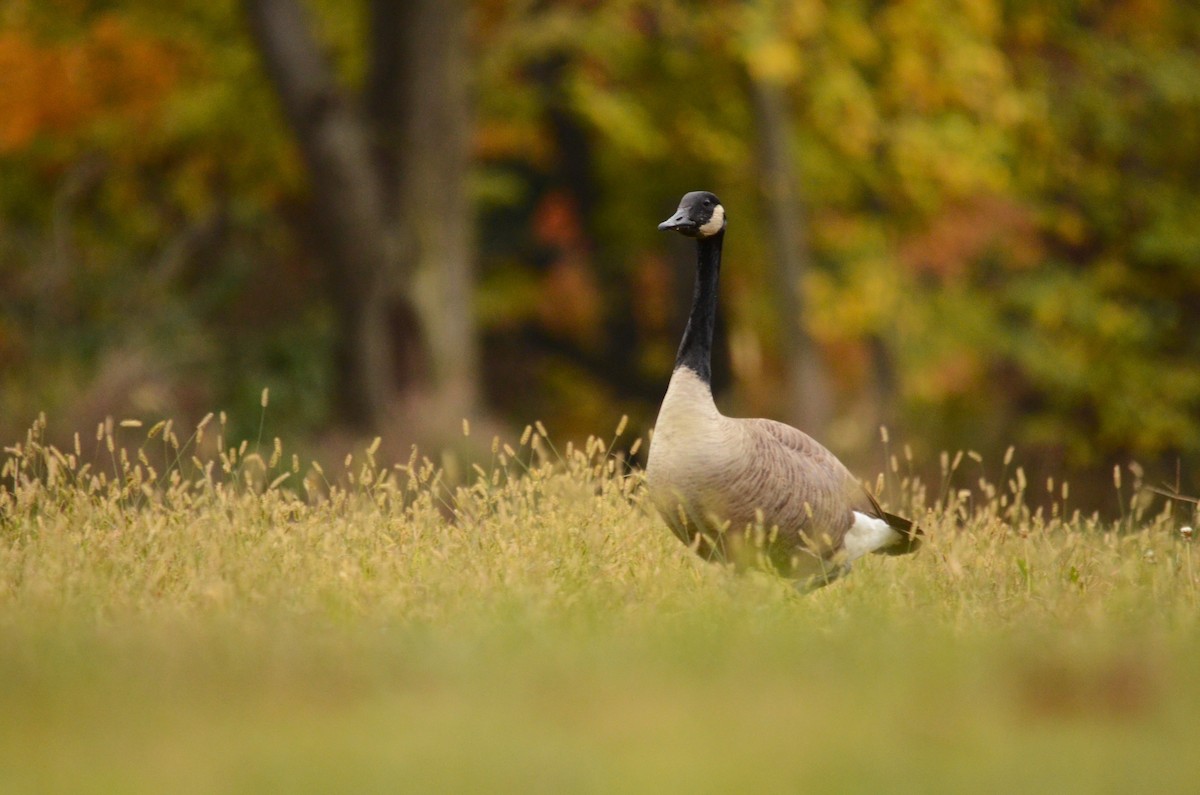 Канад галуу - ML644153525